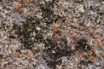 Moss on Inca Trail day 1, Cusco Region, Peru, South America