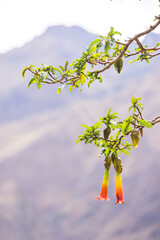 Fauna on Inca Trail day 2, Cusco Region, Peru, South America