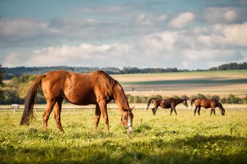 Foto auf Acrylglas Pferde Herde von Pferden, die Gras auf der Weide weiden lassen. Tierfarm. Rotes Vollblutpferd