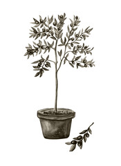 Green olive tree  on pot watercolor illustration, white background 