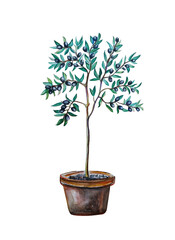 Black olive tree  on pot watercolor illustration, white background 