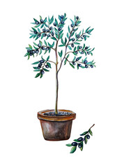 Black olive tree  on pot watercolor illustration, white background 