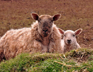 sheep and lamb