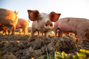 Fotobehang Pigs eating on a meadow in an organic meat farm - wide angle lens shot © lightpoet