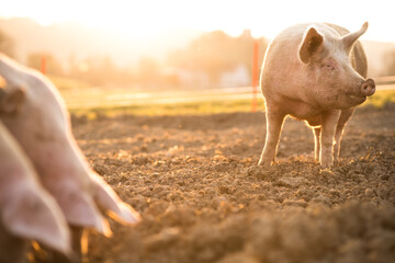 Pigs eating on a meadow in an organic meat farm - wide angle lens shot © lightpoet