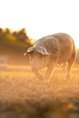 Pigs eating on a meadow in an organic meat farm - wide angle lens shot