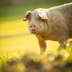Fototapeta premium Pigs eating on a meadow in an organic meat farm - wide angle lens shot