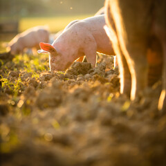 Pigs eating on a meadow in an organic meat farm - wide angle lens shot
