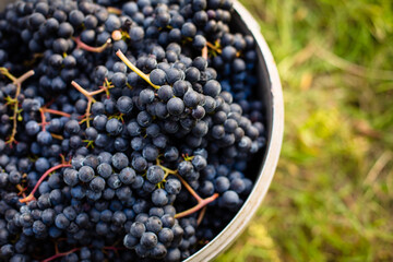 Freshly harvested red grapes in a pannier on a  vineyard (color toned image)