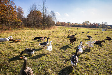 Beautiful geese  (anser anser domesticus) enjoying a morning walk on a farm. Domestic goose. Goose farm.  geese (anser anser domesticus) enjoying a morning walk on a farm. Domestic goose. Goose farm.