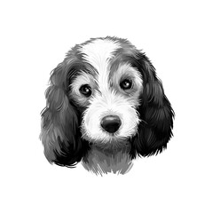 Petit Basset Griffon Vend en or PBGV short-legged hound type French dog breed digital art illustration isolated on white background. Cute pet hand drawn portrait. Graphic clip art design.