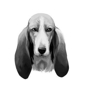 Basset Artesien Normand or Norman Artesian Basset short-legged hound type French dog digital art illustration isolated on white background. Cute pet hand drawn portrait. Graphic clip art design.