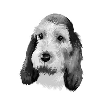 Grand Basset Griffon Vendeen or GBGV short legged hound type French dog breed digital art illustration isolated on white background. Cute pet hand drawn portrait. Graphic clip art design.