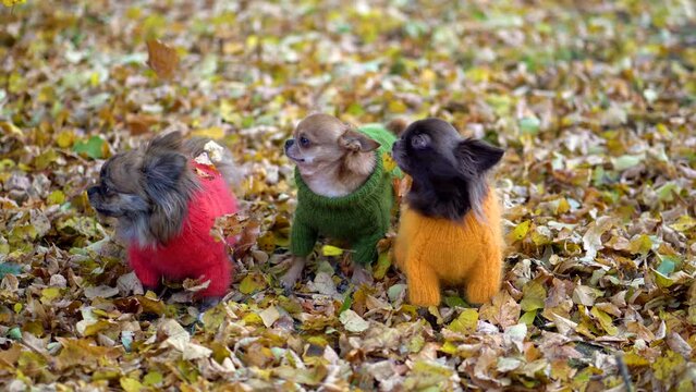 Three funny warmly dressed chihuahuas under the falling autumn leaves. The dogs are dressed in bright clothes - handmade pullovers. Winter is coming.