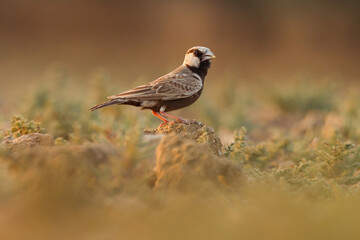The ashy-crowned sparrow-lark is a small sparrow-sized member of the lark family. Lark bird. Eremopterix griseus.
