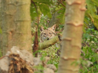 Indian Golden Jackal