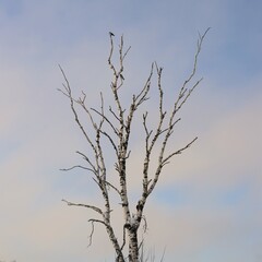 birch branches on a blue sky background