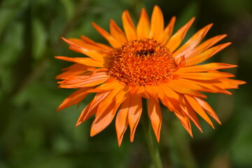 flower of calendula