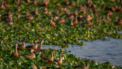 Water birds 