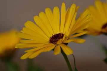 marigold