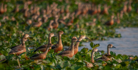 Water birds 