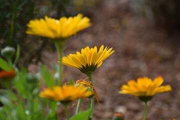 yellow flowers in the garden