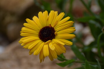 Obraz premium yellow flower