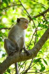 Naklejka na ściany i meble jeune macaque à toque portrait sur arbre