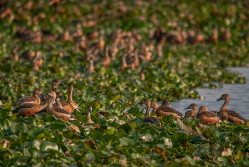 Water birds 