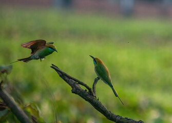 Water birds 