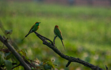 Water birds 
