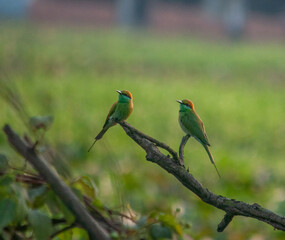 Birds