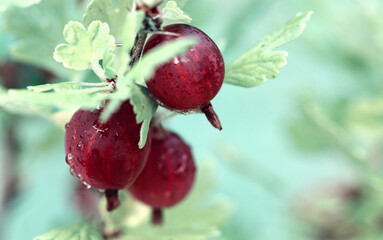 Ripe gooseberries berries on a branch with green leaves in garden, close up