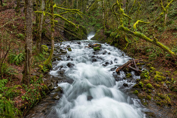 Obraz premium clear flowing water from Bridal Veil Falls State park in Oregon with green colored moss covered trees at the background.