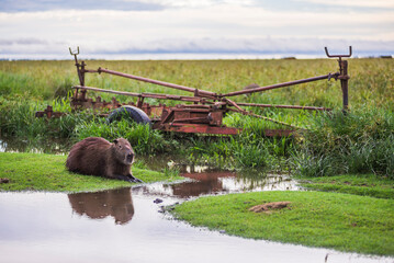 Capybara (Hydrochoerus hydrochaeris) at Estancia San Juan de Poriahu, Ibera Wetlands (Esteros del...