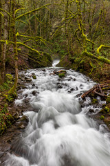 clear flowing water from Bridal Veil Falls State park in Oregon with green colored moss covered trees at the background.