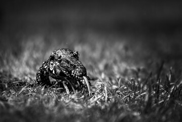 Argentine Black and White Tegu (Salvator merianae), similar to a Monitor Lizard, Ibera Wetlands (Esteros del Ibera), Corrientes Province, Argentina, South America