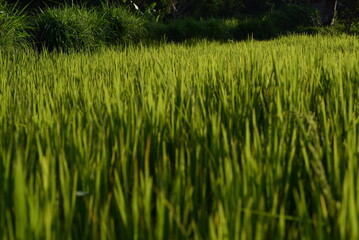 green rice field