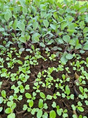 little seeds of vegetables growing