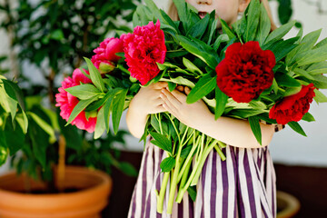 Fototapeta na wymiar Close-up of huge bouquet of blossoming red and pink peony flowers holding in hands of little toddler girl. Close up of blooming flower arrangement. Child with peonies for mother or birthday.