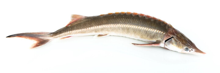  raw sturgeon fish is on white background
