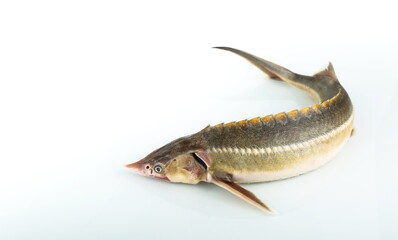  raw sturgeon fish is on white background