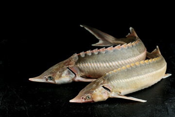   raw fish sturgeon are on dark background. whole uncooked fish are on black backdrop.