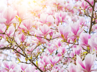Branch magnolia pink blooming tree flowers in soft light. Purple tender blossom Magnoliaceae soulangeana in sunny spring day in garden Spring time Natural floral background. Botanical garden concept