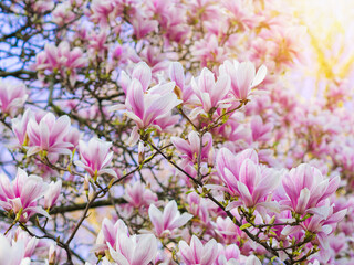 Branch magnolia pink blooming tree flowers in soft light. Purple tender blossom Magnoliaceae soulangeana in sunny spring day in garden Spring time Natural floral background. Botanical garden concept