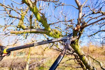 Blade of long shears as pruning fruit trees in the orchard