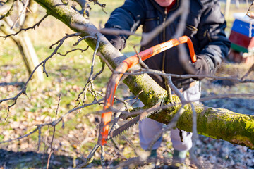 Gardener is cutting branch, pruning fruit tree, with hand using bow saw