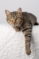 Domesticated tabby cat in studio posing