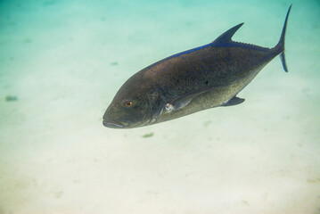 Underwater photo of a Bluefin Trevally aka Bluefin Kingfish (Caranx melampygus) in Muri Lagoon, Rarotonga, Cook Islands