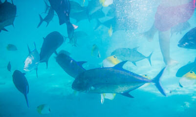 Underwater photo of a snorkeler surrounded by fish in Muri Lagoon, Rarotonga, Cook Islands